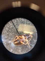 Elaphropus tetraspilus