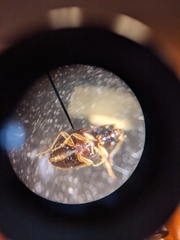 Elaphropus tetraspilus