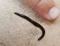 Geoplanidae