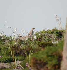 Melanocorypha bimaculata