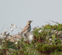Melanocorypha bimaculata