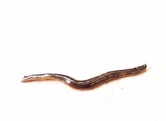 Geoplanidae