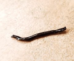 Geoplanidae