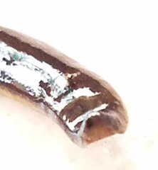 Geoplanidae