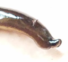 Geoplanidae