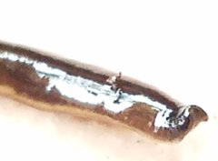 Geoplanidae