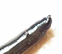 Geoplanidae