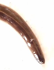 Geoplanidae