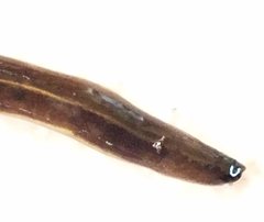 Geoplanidae