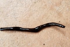 Geoplanidae