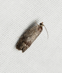 Ofatulena duodecemstriata