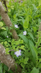 Nemophila phacelioides
