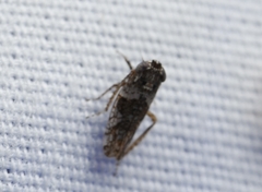 Lycioides condalianus