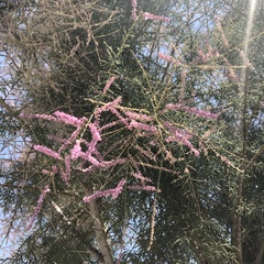 Tamarix
