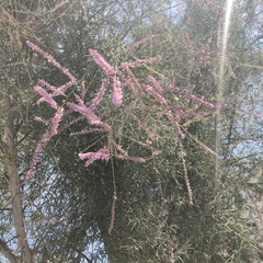 Tamarix