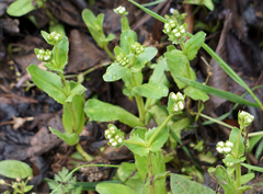 Valerianella radiata