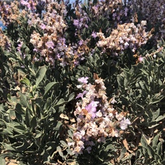 Limoniastrum monopetalum