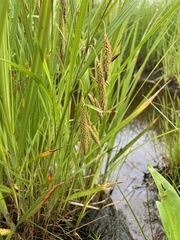Carex paleacea