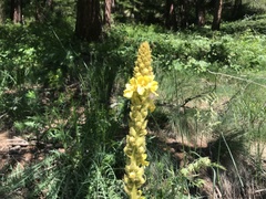 Verbascum thapsus crassifolium