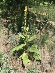 Verbascum thapsus crassifolium