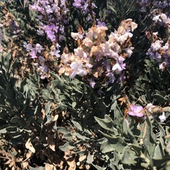 Limoniastrum monopetalum