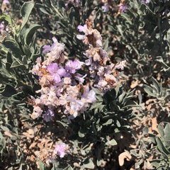 Limoniastrum monopetalum