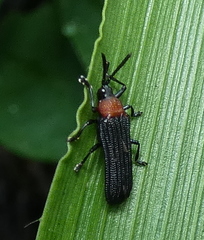 Chalepus cincticollis