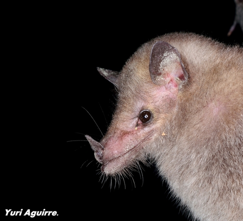 Geoffroy's tailless bat