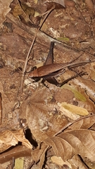 Eneoptera surinamensis
