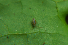 Entomobrya muscorum