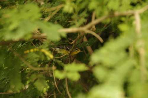 Setophaga delicata