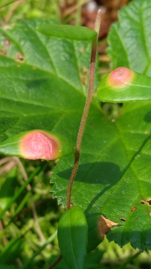 Exobasidium rostrupii