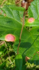 Exobasidium rostrupii