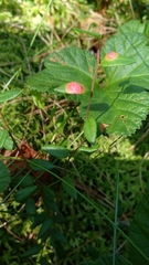 Exobasidium rostrupii