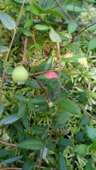 Exobasidium rostrupii