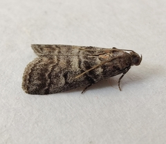 Acrobasis obtusella