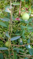 Exobasidium rostrupii