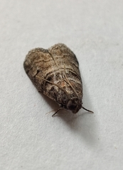 Acrobasis obtusella