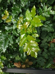 Berberis aquifolium