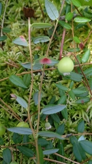 Exobasidium rostrupii