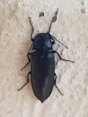 Perissarthron trapezium