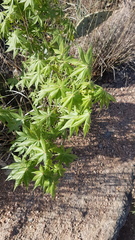 Aesculus glabra arguta