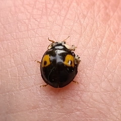 Harmonia axyridis