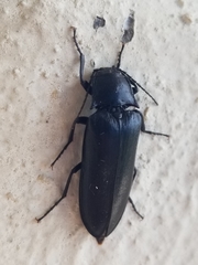 Perissarthron trapezium