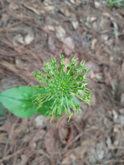 Malaxis brachyrrhynchos