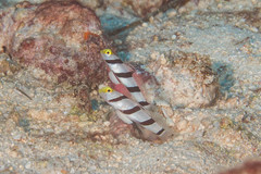 Stonogobiops xanthorhinicus