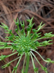 Malaxis brachyrrhynchos