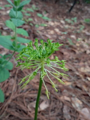 Malaxis brachyrrhynchos