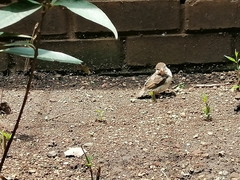 Passer domesticus image