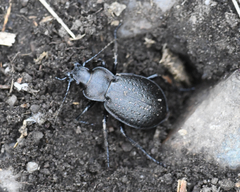 Carabus taedatus